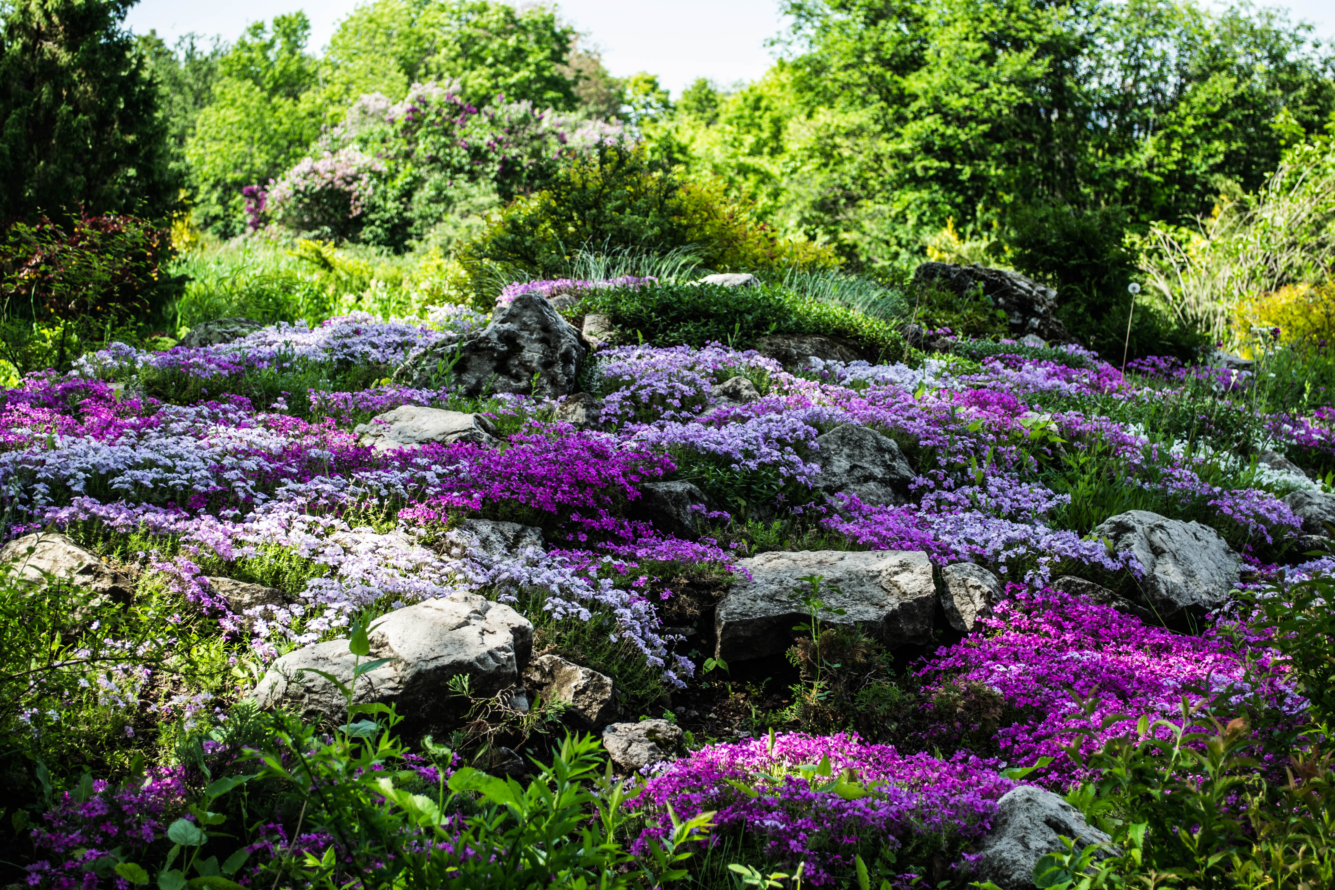 Альпинарий в Ботаническом саду