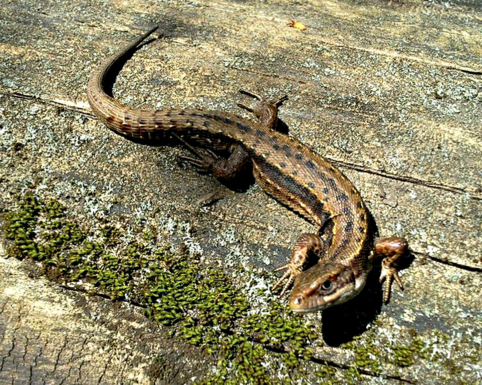 крымская зеленая ящерица. пресмыкающиеся прыткая ящерица. обитатели зоны тундры. ящерица живородящая урал. ящерица прыткая (lacerta agilis linnaeus).